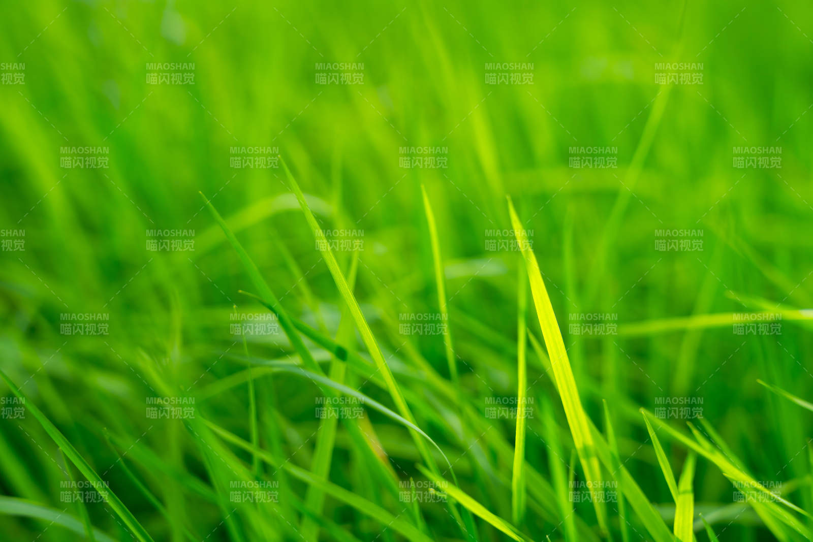 绿草如茵图片