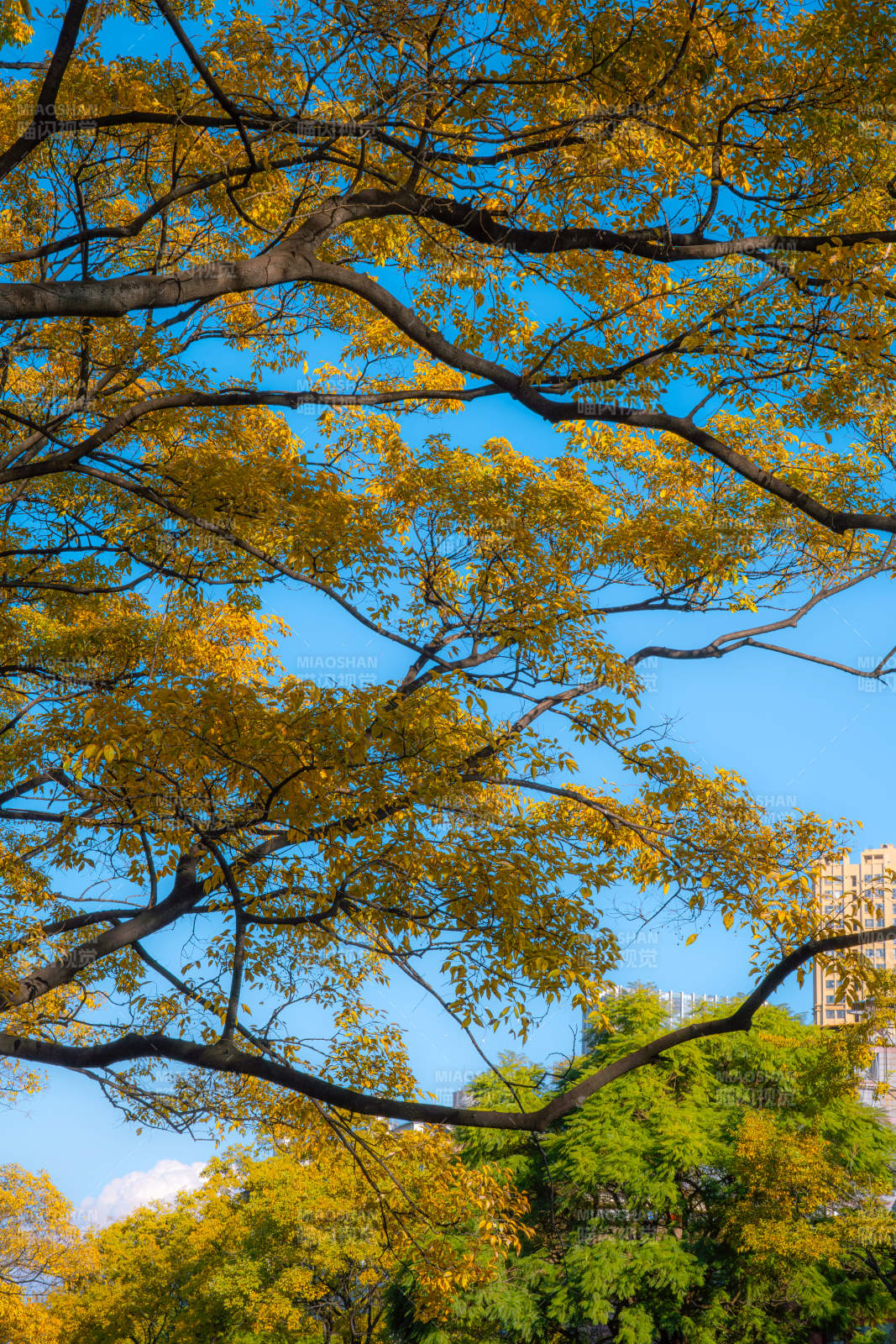 秋叶映蓝天图片