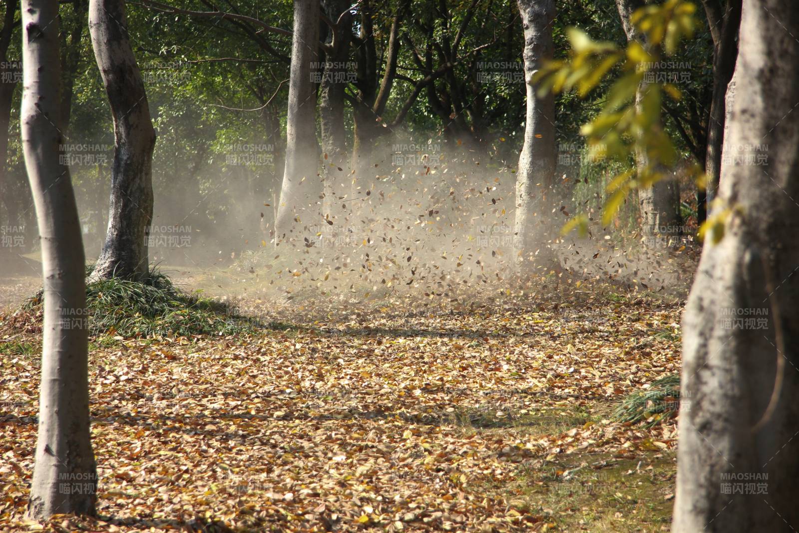 秋林落叶纷飞图片