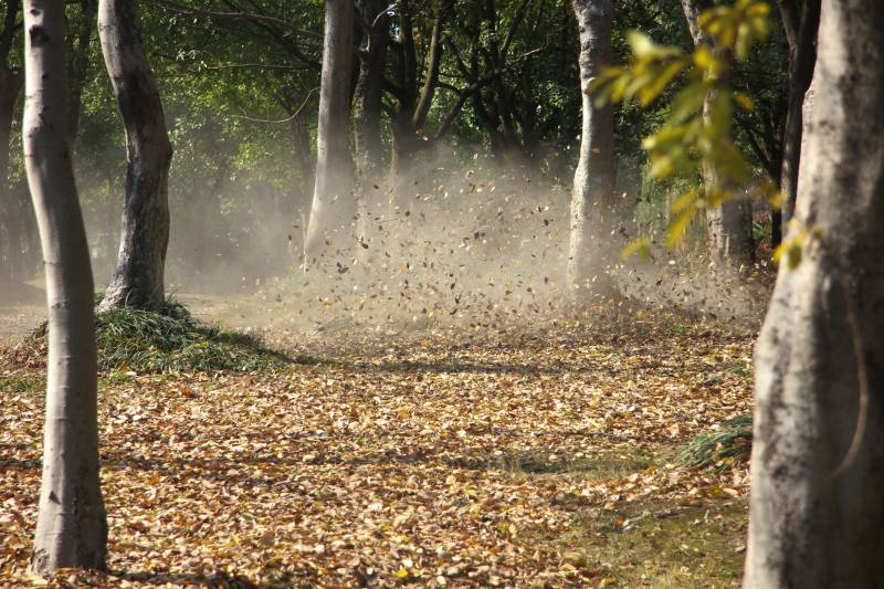 秋林落叶纷飞图片