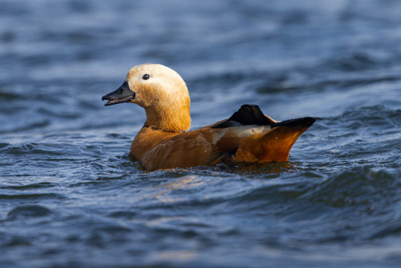 赤麻鸭游水图片