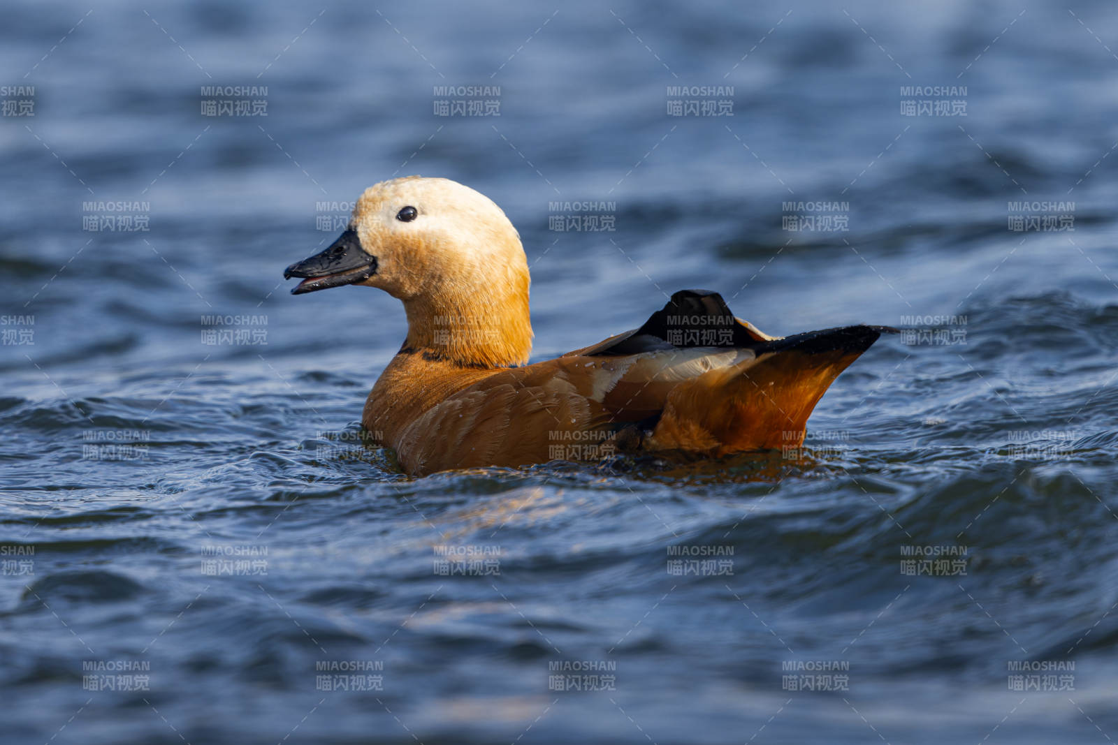 赤麻鸭游水图片
