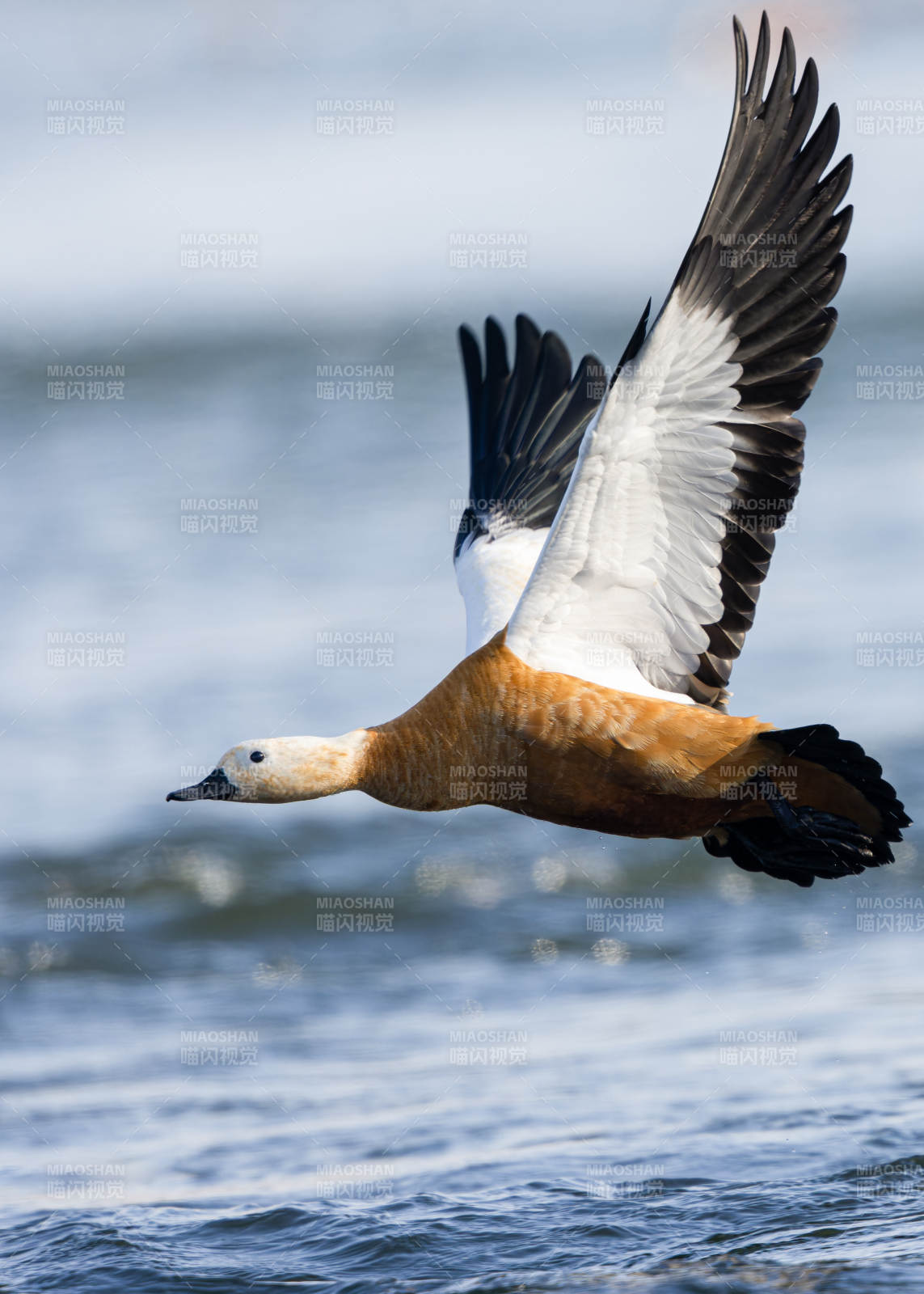 飞翔的鸭子图片