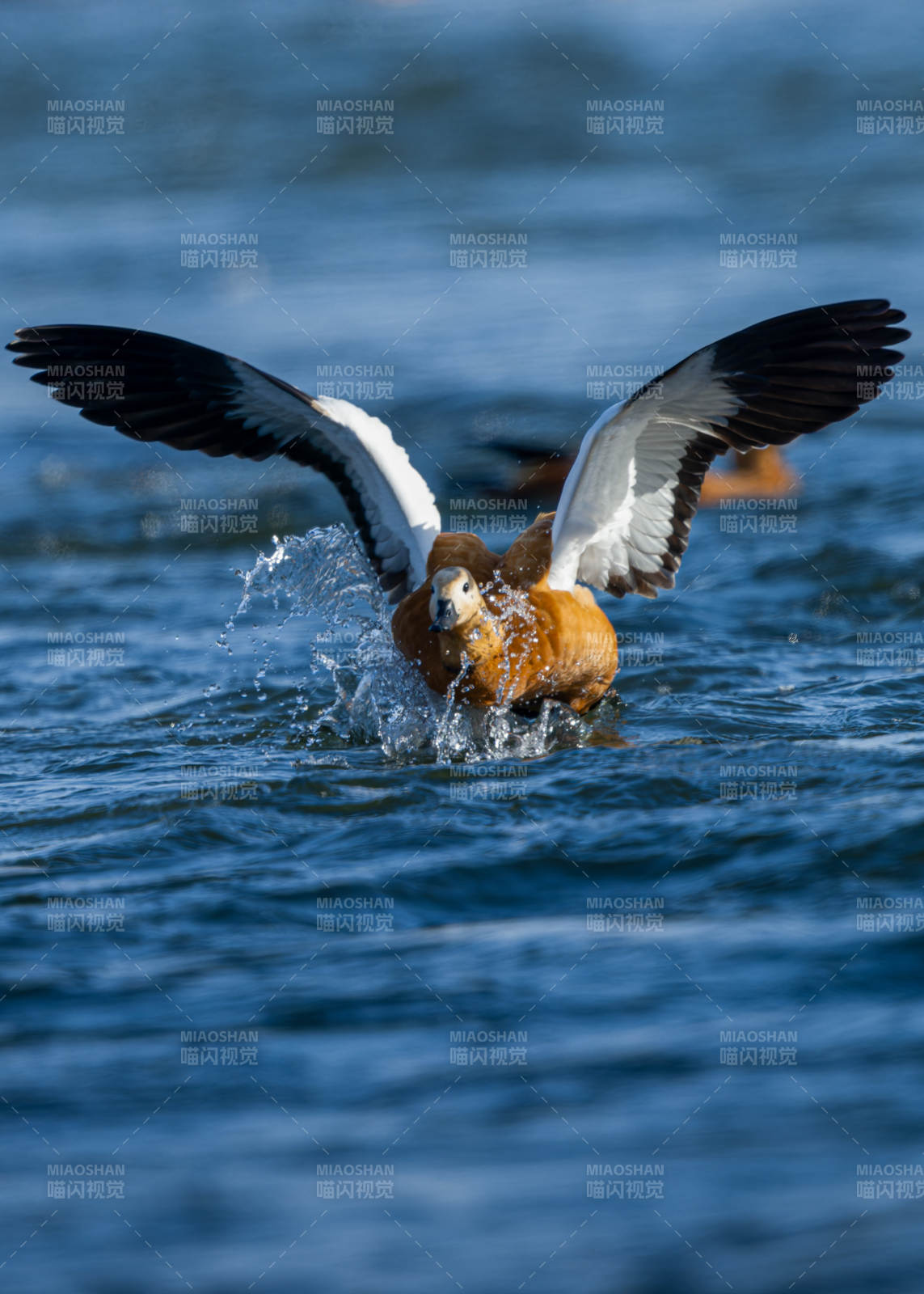 鸭振翅戏水图片