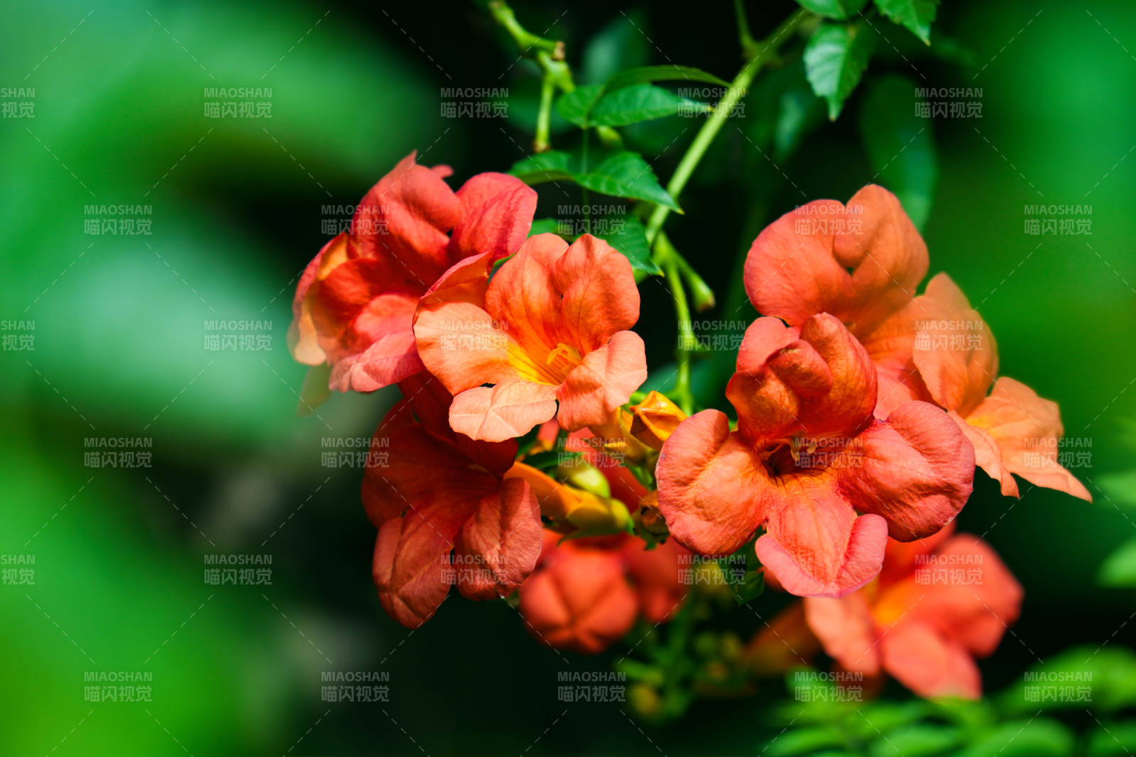 橙红花簇绽放图片