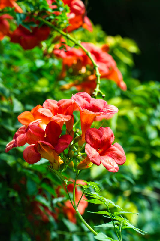 橙凌霄花簇绽放图片