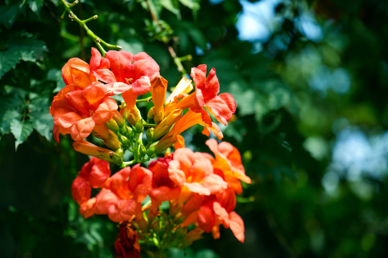 橙色凌霄花绽放枝头图片