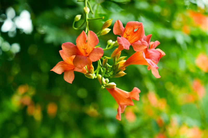 凌霄花绽放枝头图片