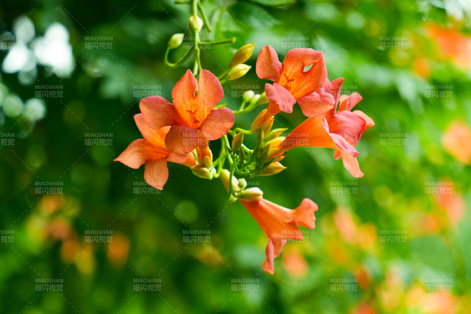 凌霄花绽放枝头图片