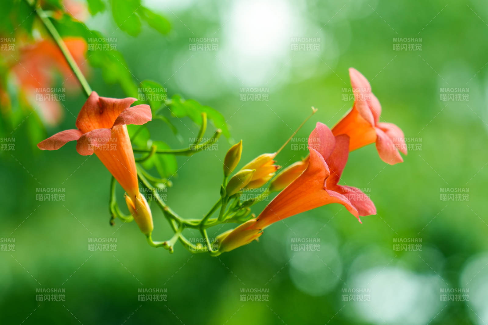 凌霄花绽放绿意中图片