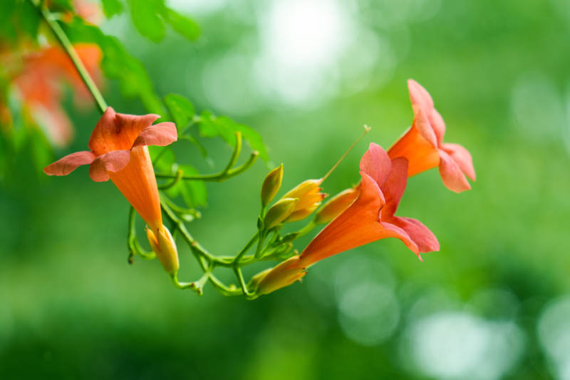 凌霄花绽放绿意中图片