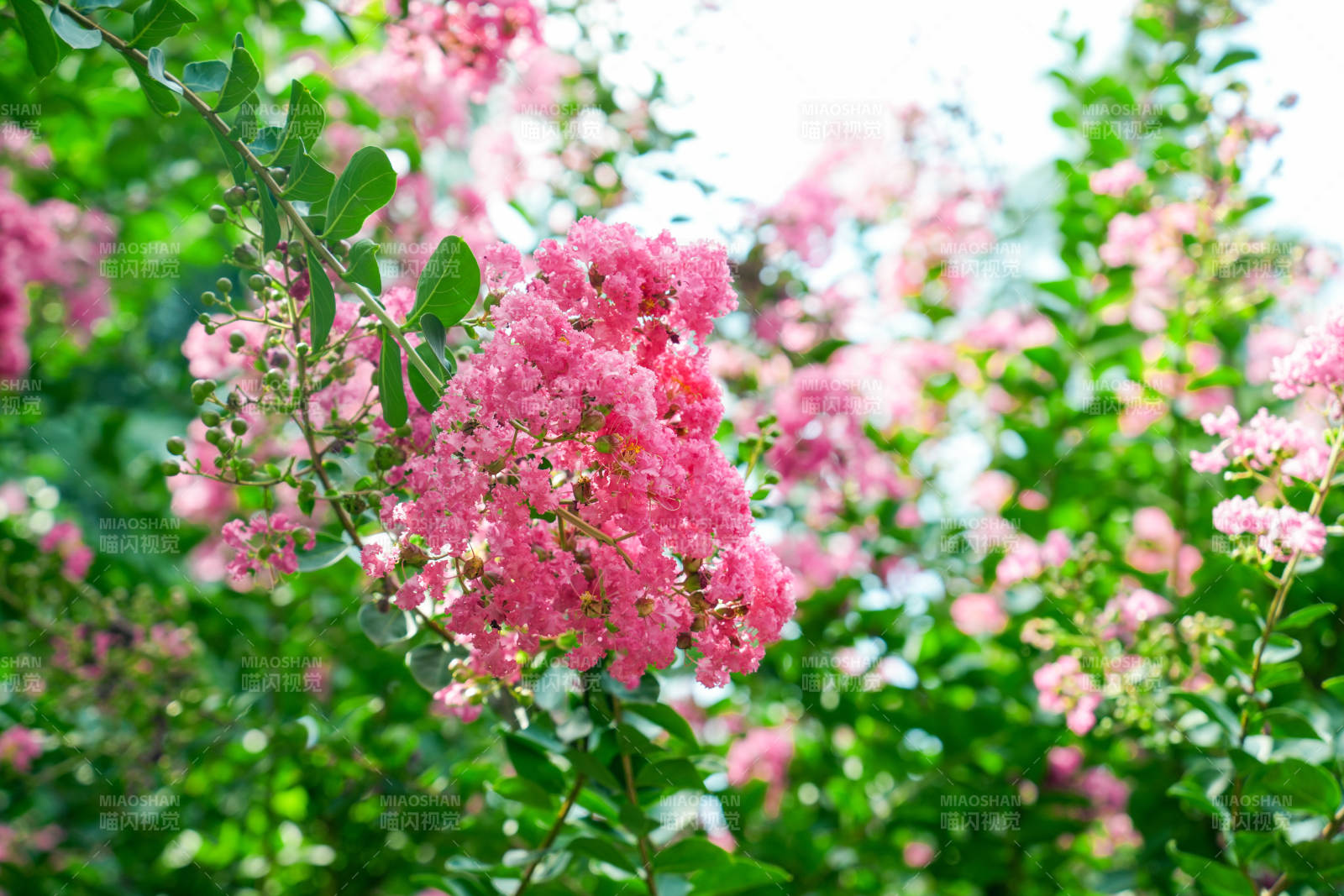 紫薇花映春光图片