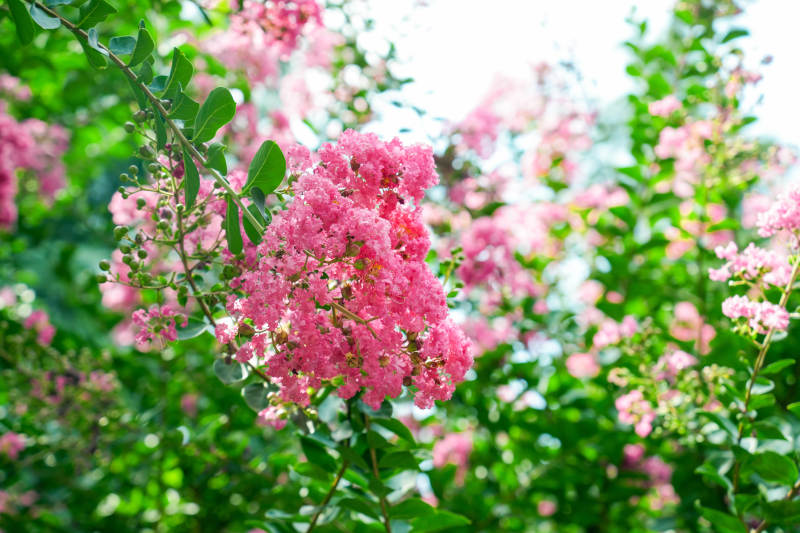 紫薇花映春光图片