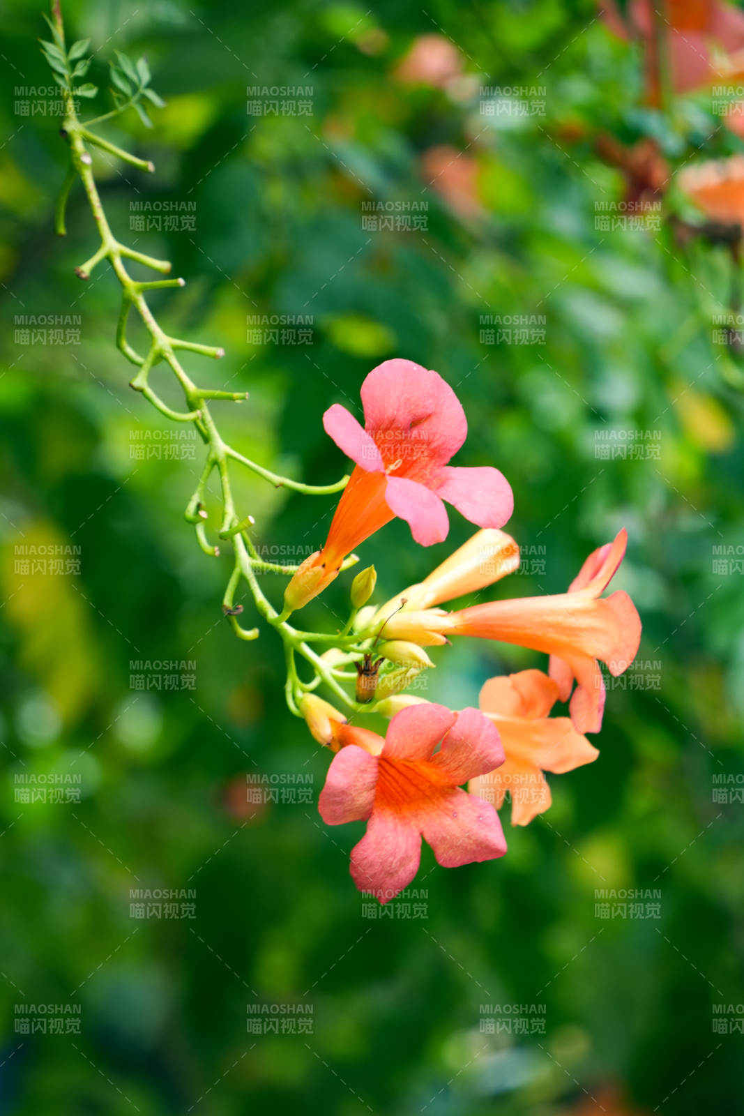 橙色凌霄花绽放图片