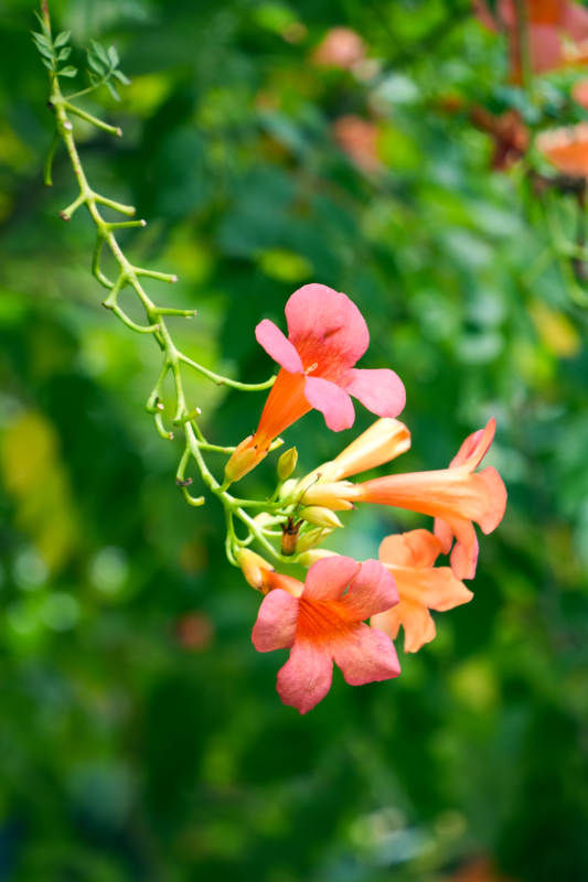 橙色凌霄花绽放图片