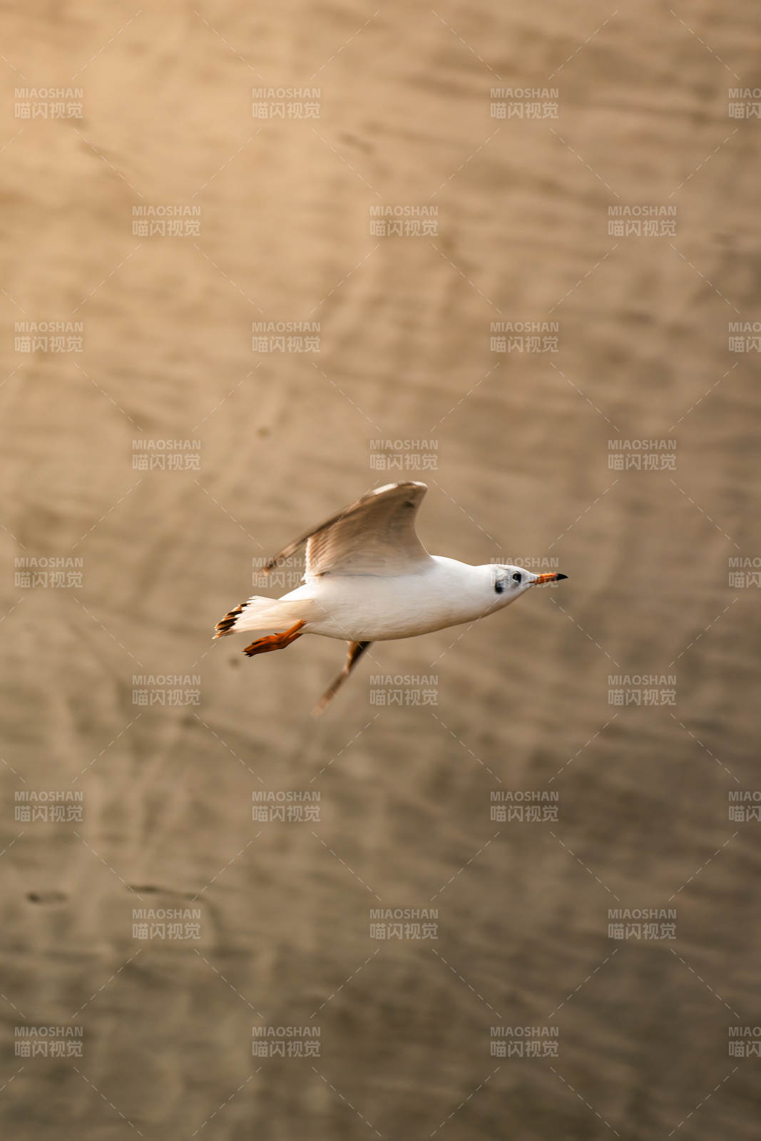 飞翔的海鸥图片