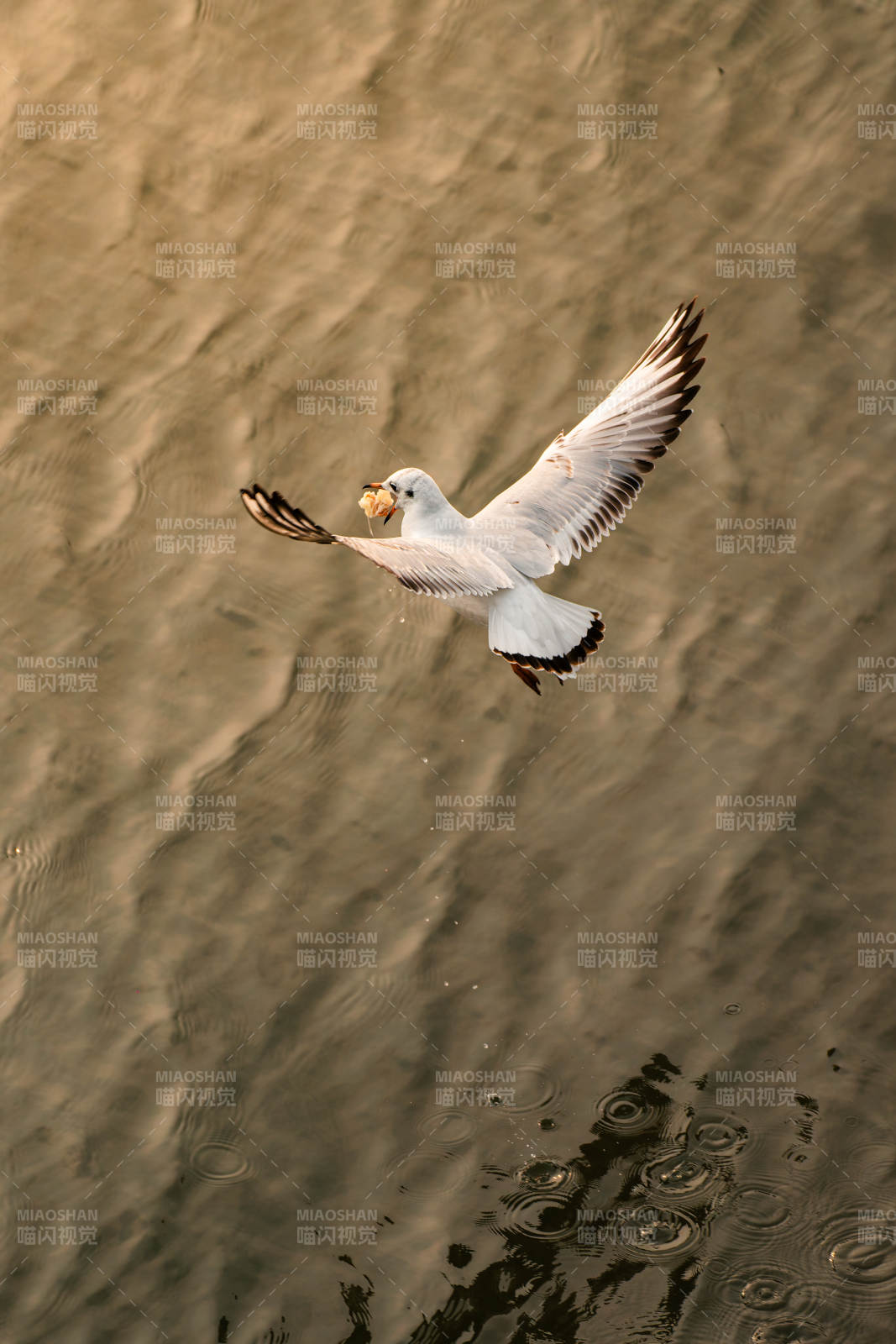 海鸥掠水飞翔图片