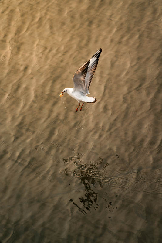 海鸥掠水觅食图片