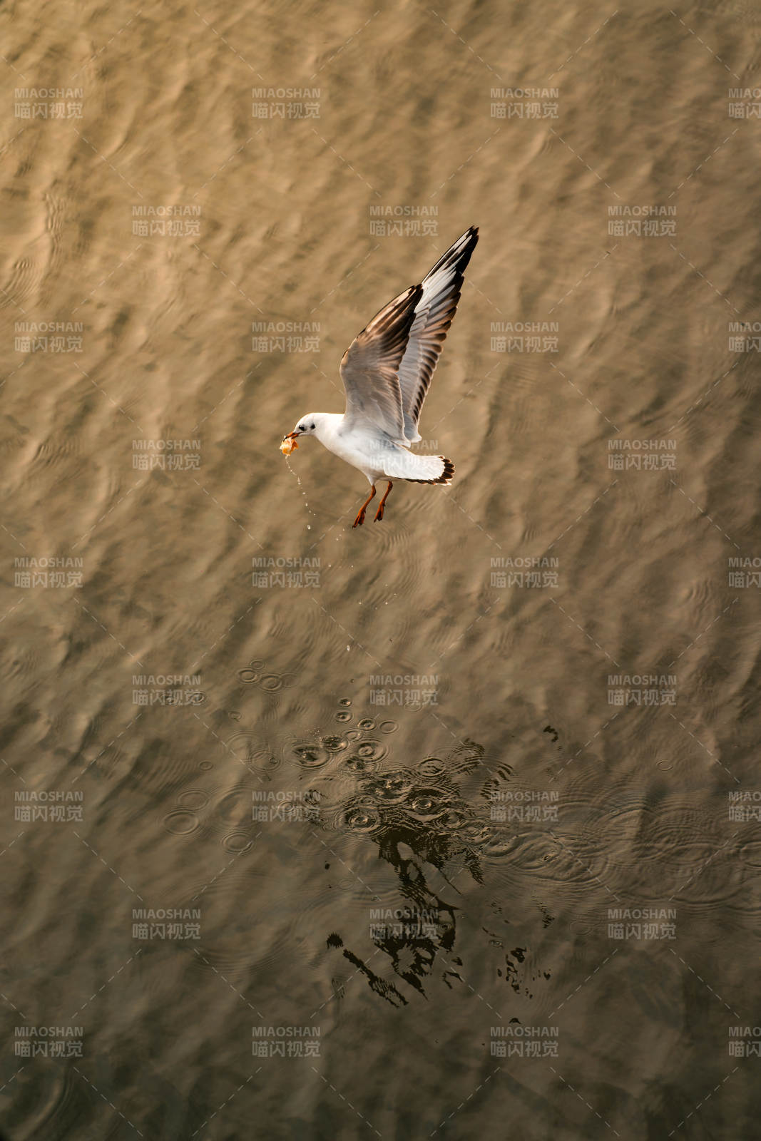 海鸥掠水觅食图片
