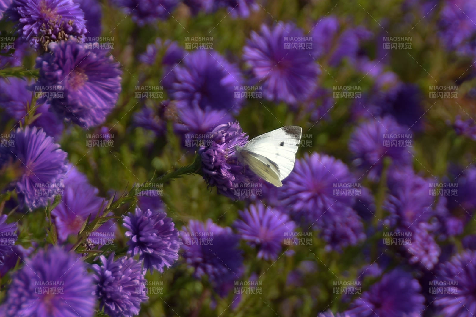 白蝶栖紫花图片