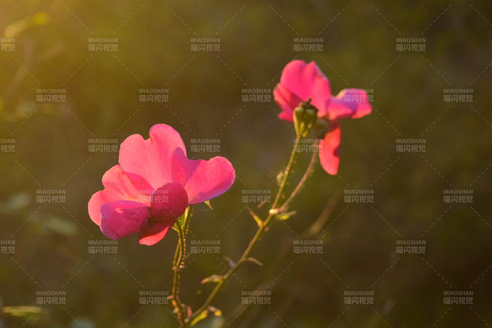 夕阳下的粉红花朵图片