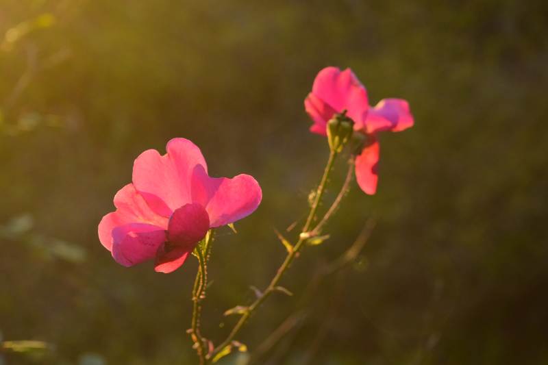 夕阳下的粉红花朵图片