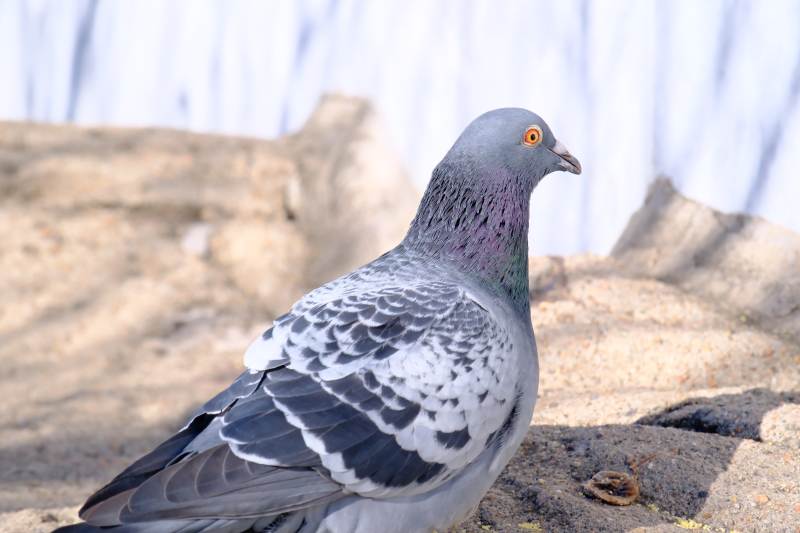 灰鸽静立石上图片