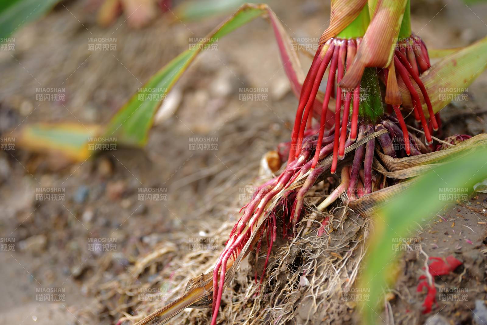 玉米根须特写图片