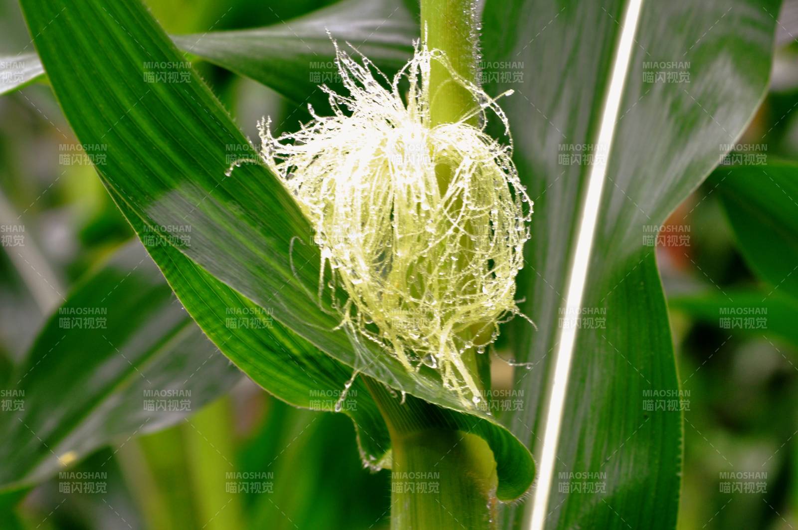 玉米须特写图片