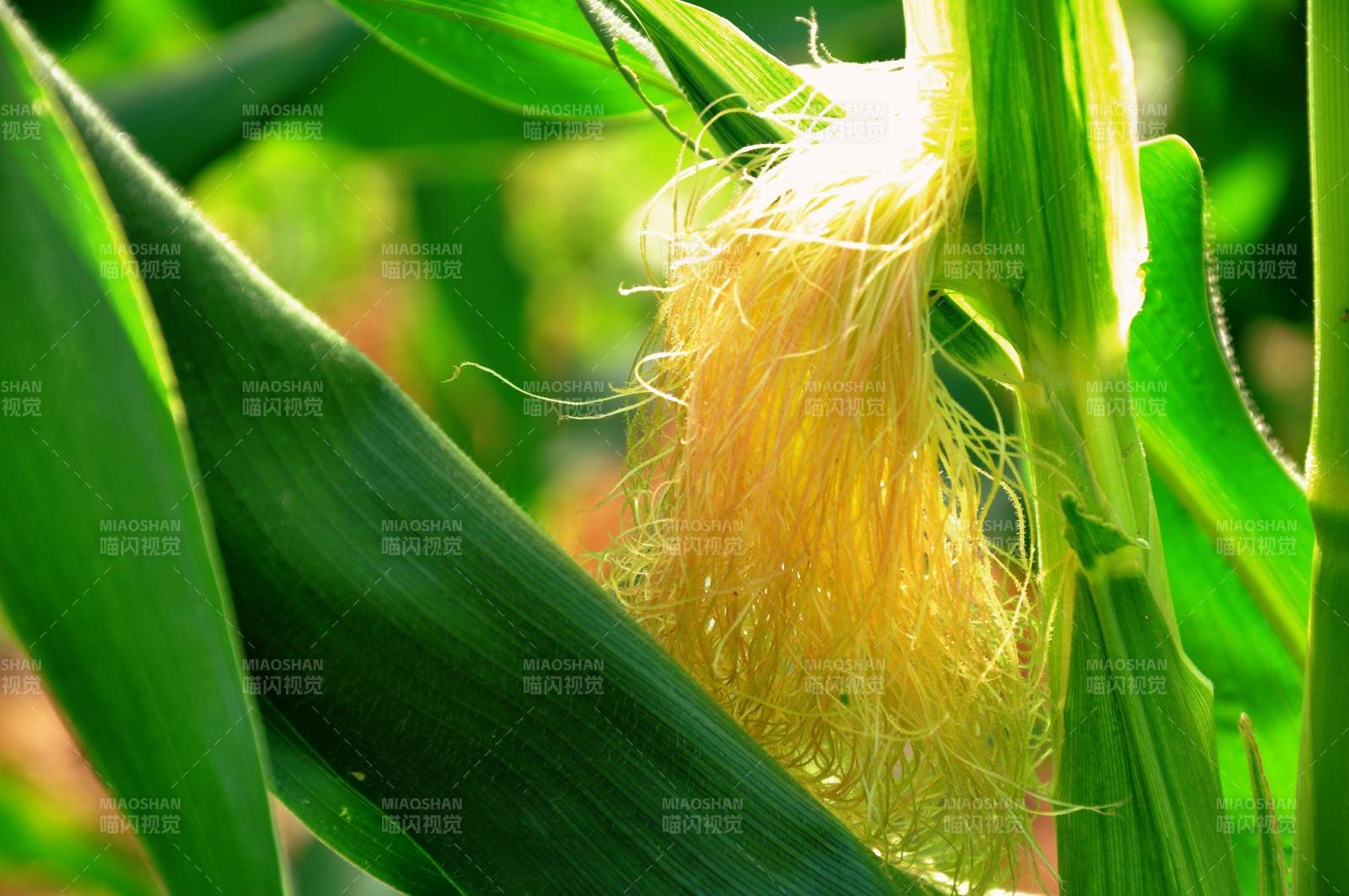 玉米须特写图片