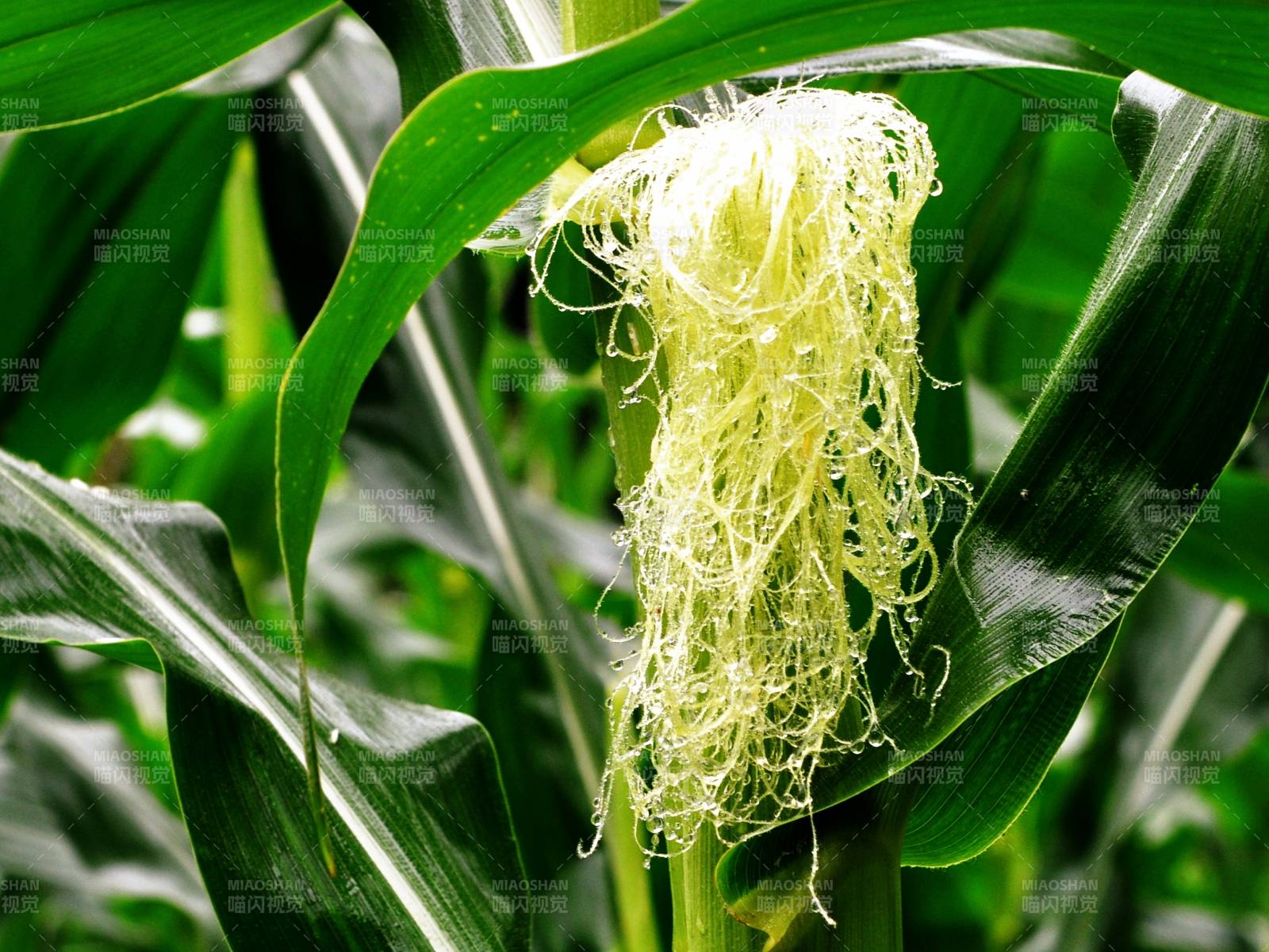 玉米须特写图片