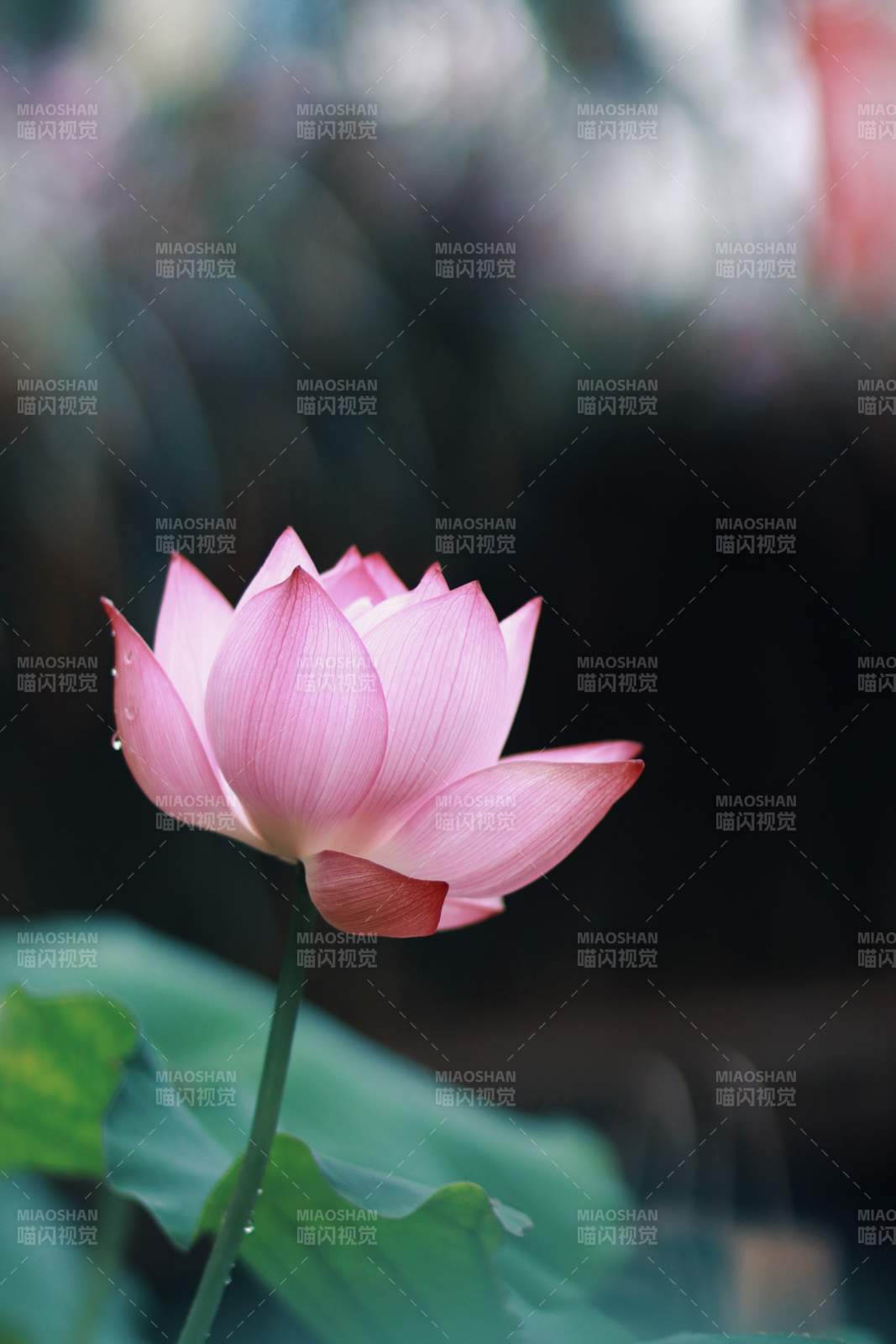 粉莲绽放图片