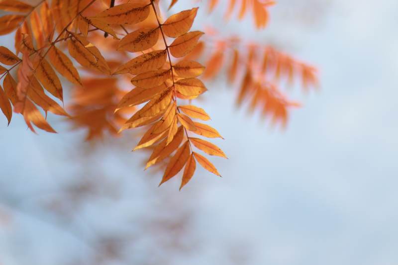 秋叶飘落 橙黄如火图片