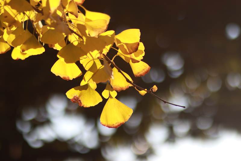 秋日银杏叶图片