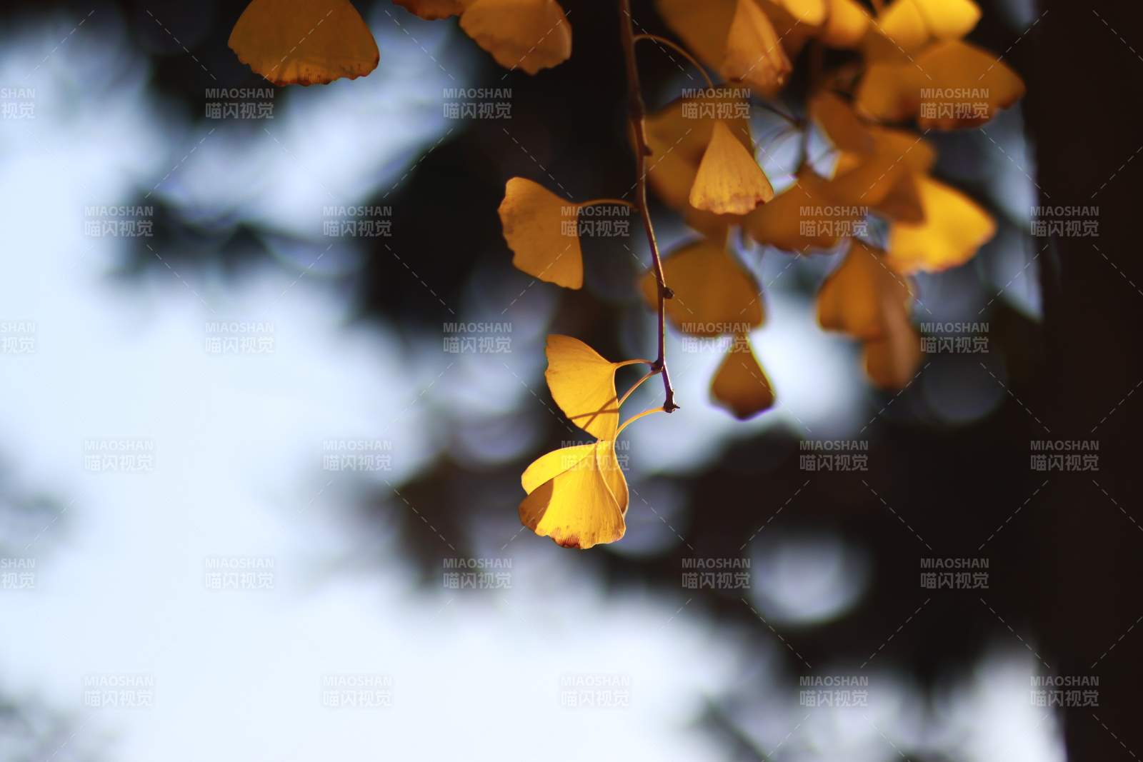 银杏叶黄秋意浓图片