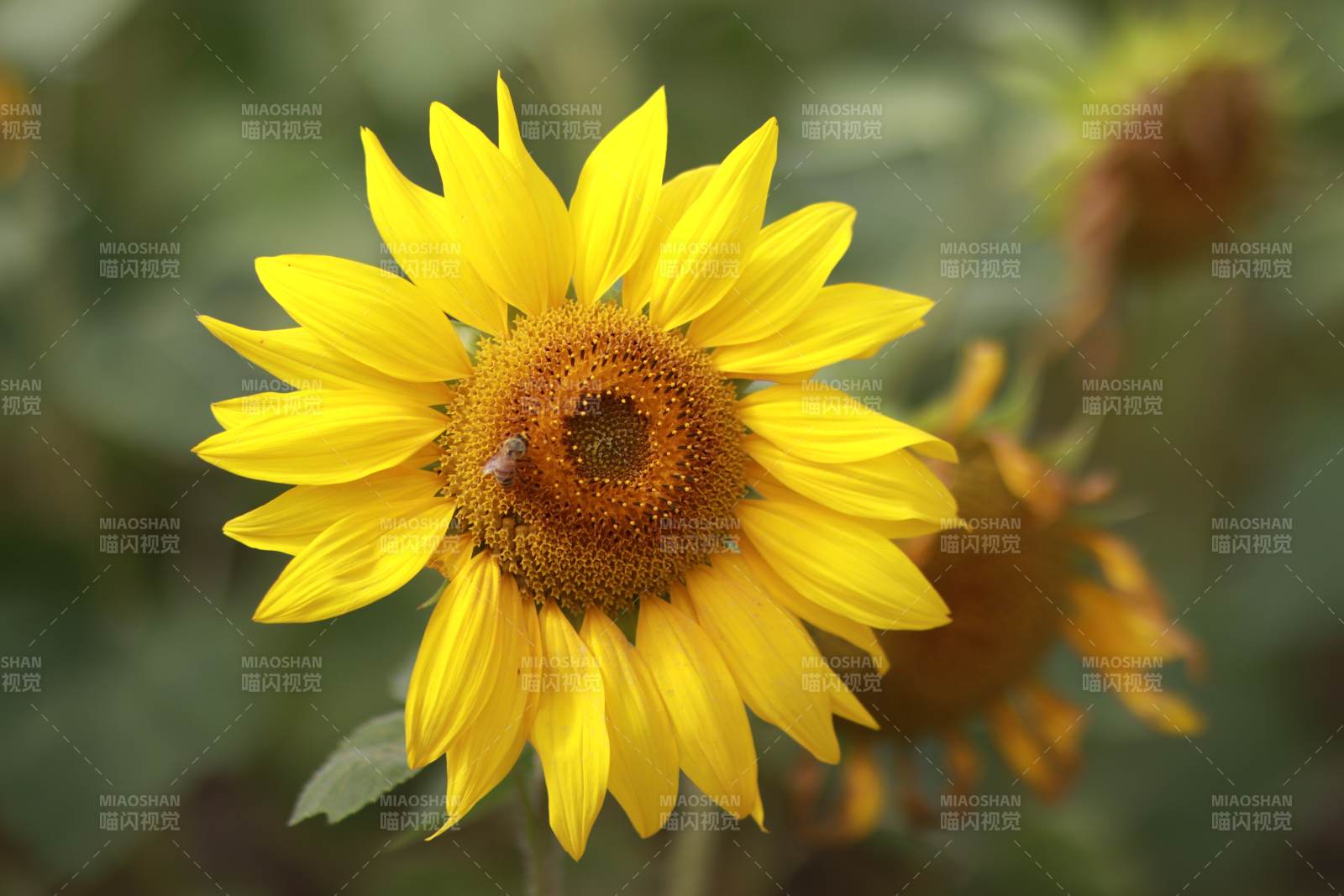 向日葵绽放生机图片