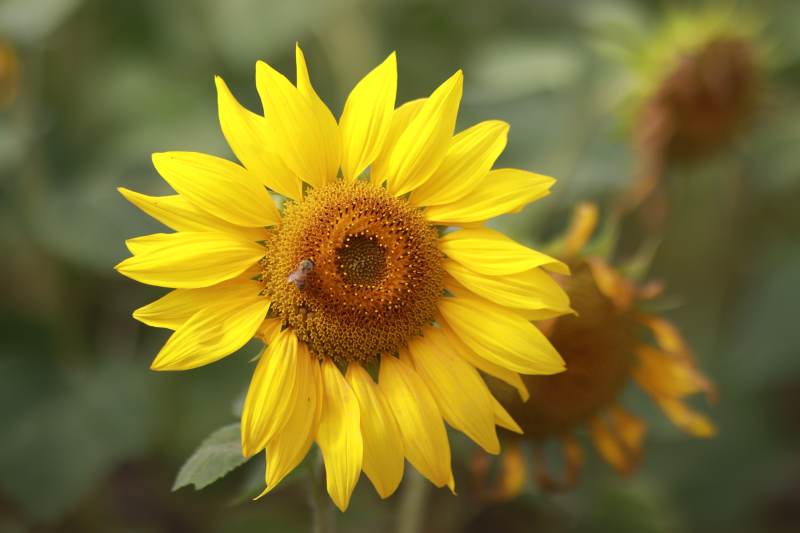 向日葵绽放生机图片