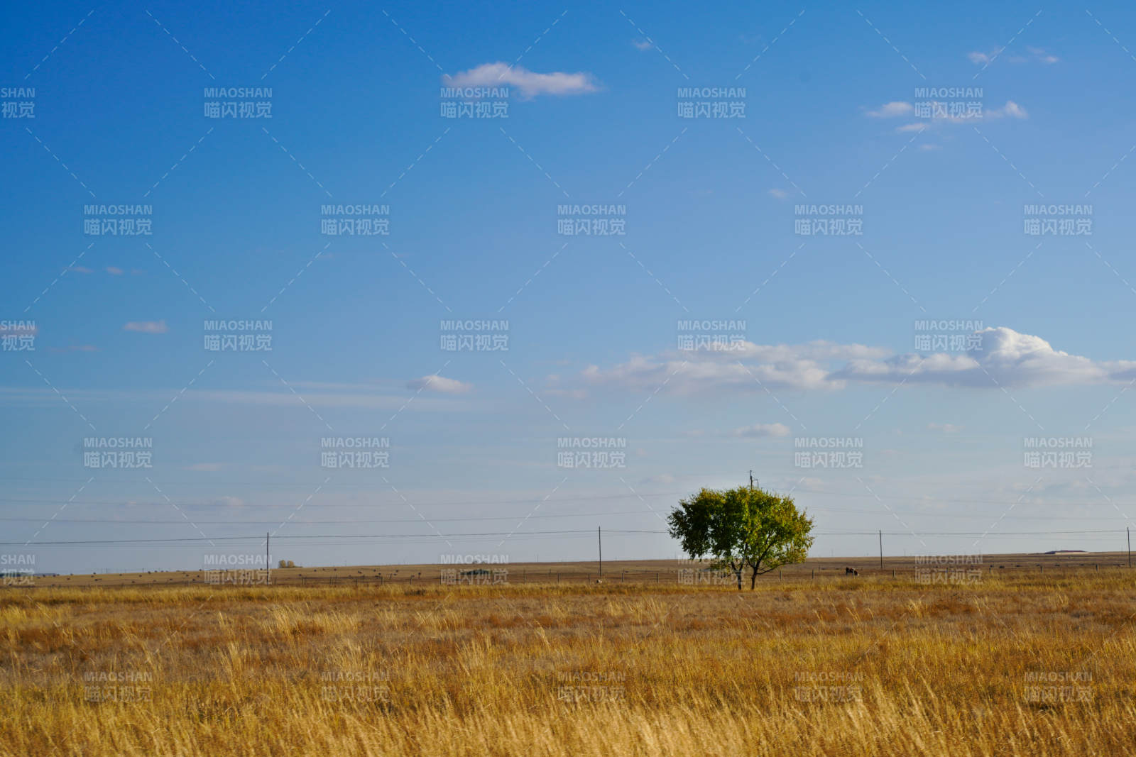 草原上孤树蓝天图片