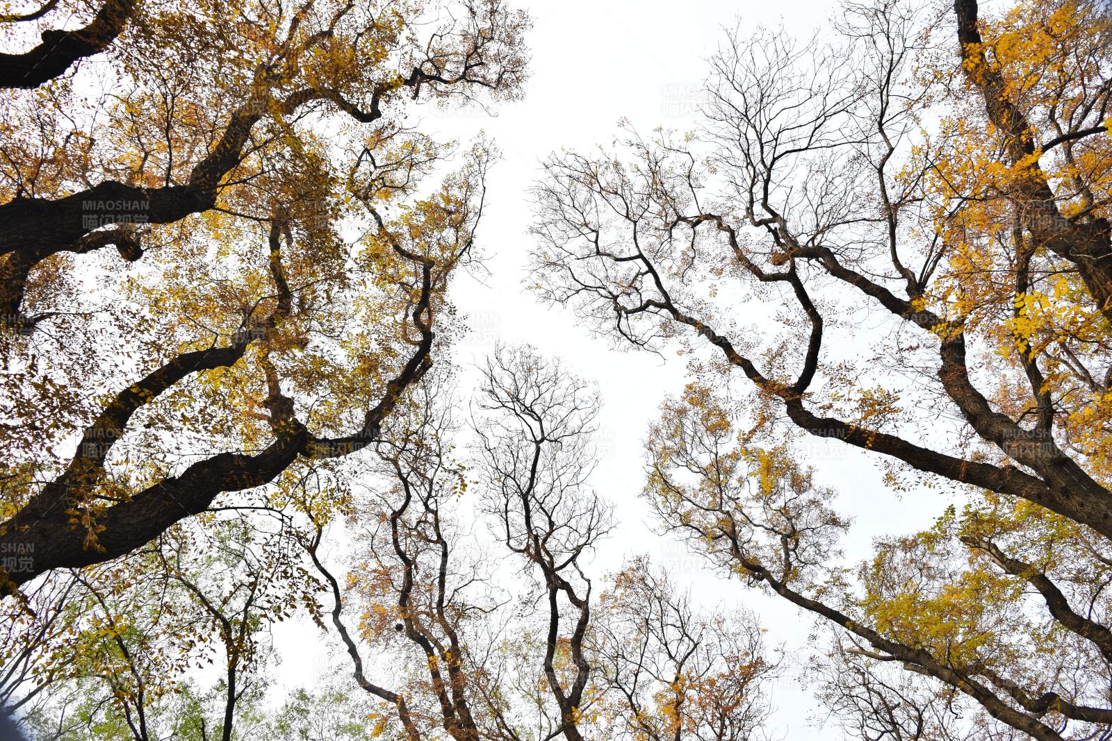 秋树仰望天空图片