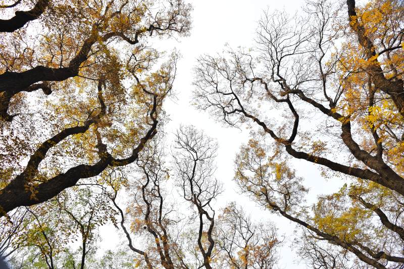 秋树仰望天空图片