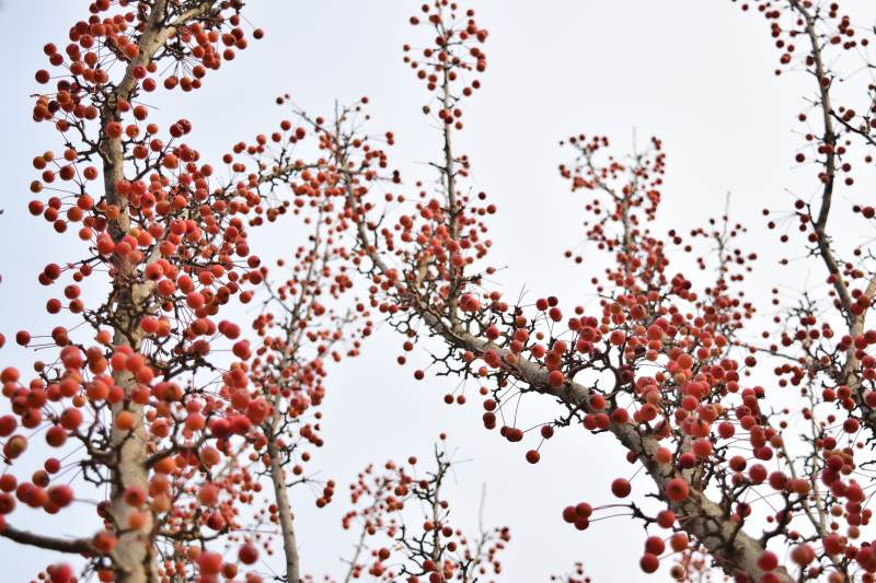 红果缀枝头图片