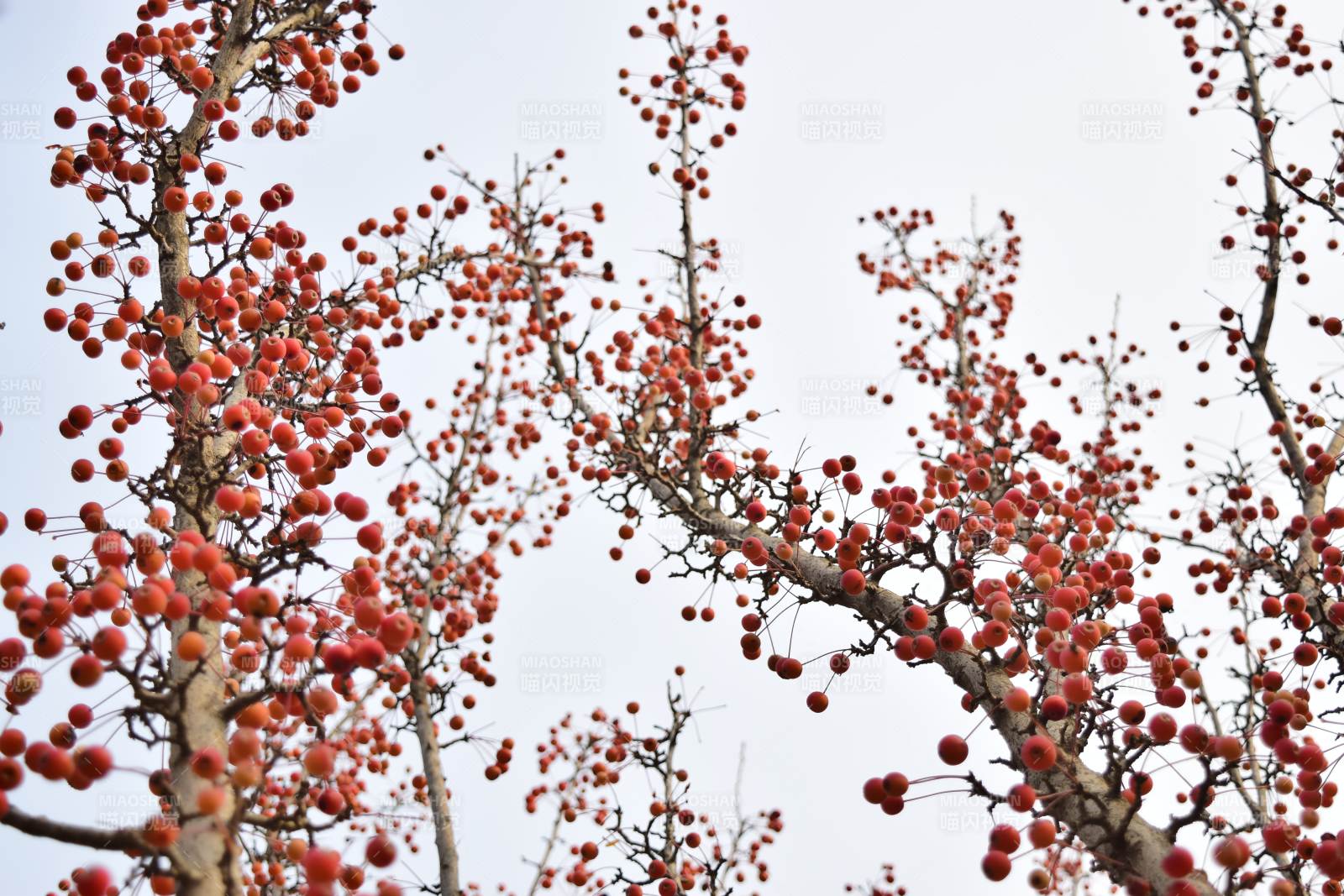 红果缀枝头图片