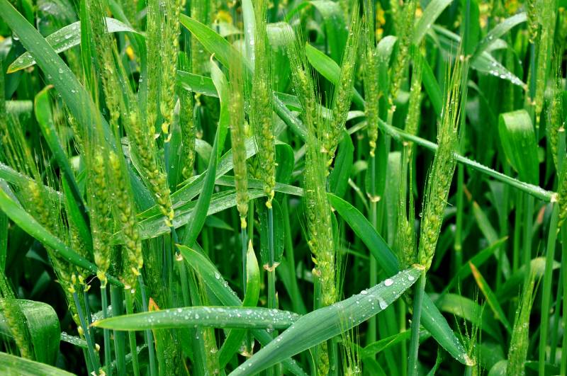 青翠麦田晨露晶莹图片