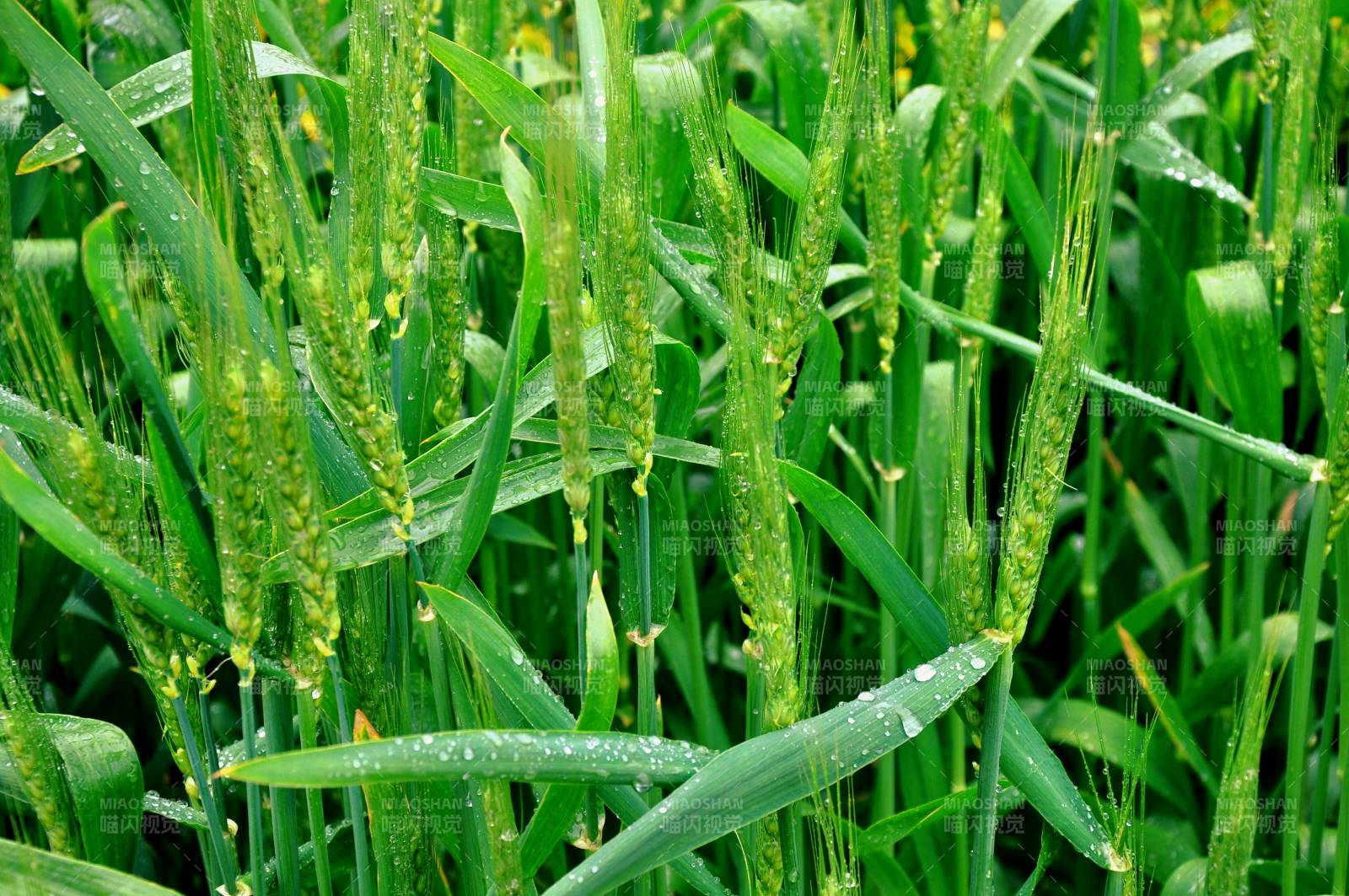 青翠麦田晨露晶莹图片