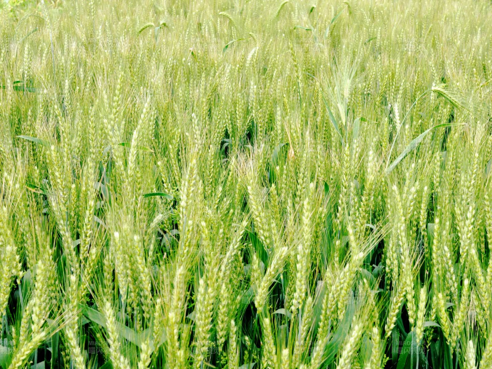 绿意盎然的麦田图片