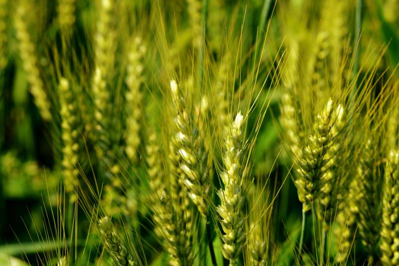 金黄麦穗迎风摇曳图片