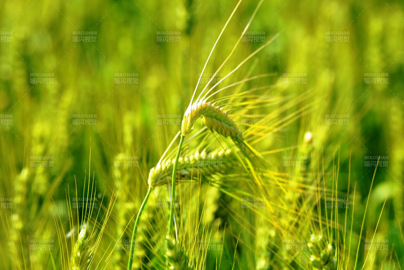 金黄麦穗迎风摇曳图片
