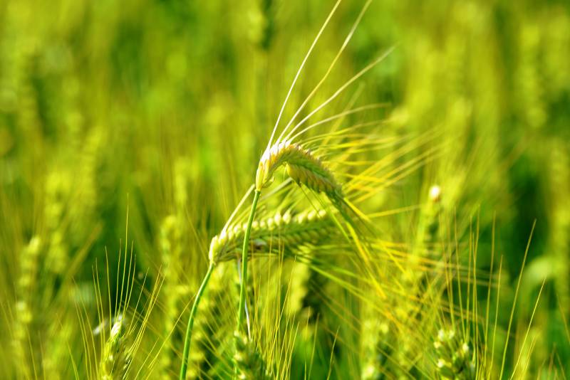 金黄麦穗迎风摇曳图片