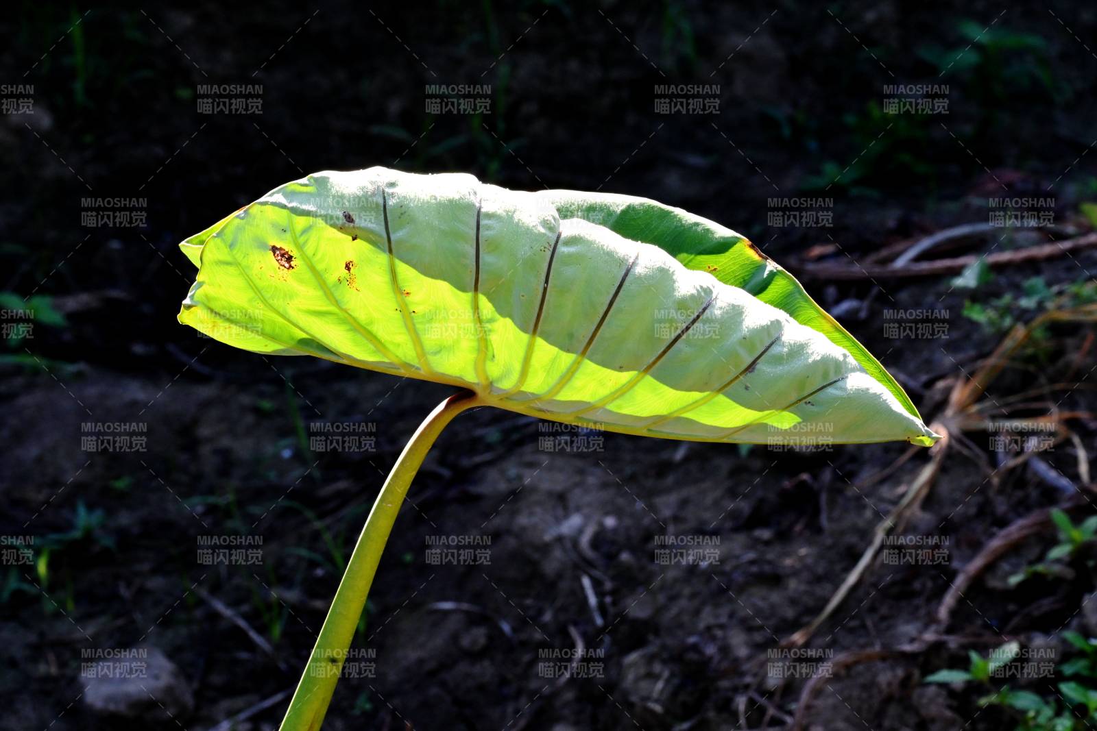 农田里那一片迎光芋艿叶图片