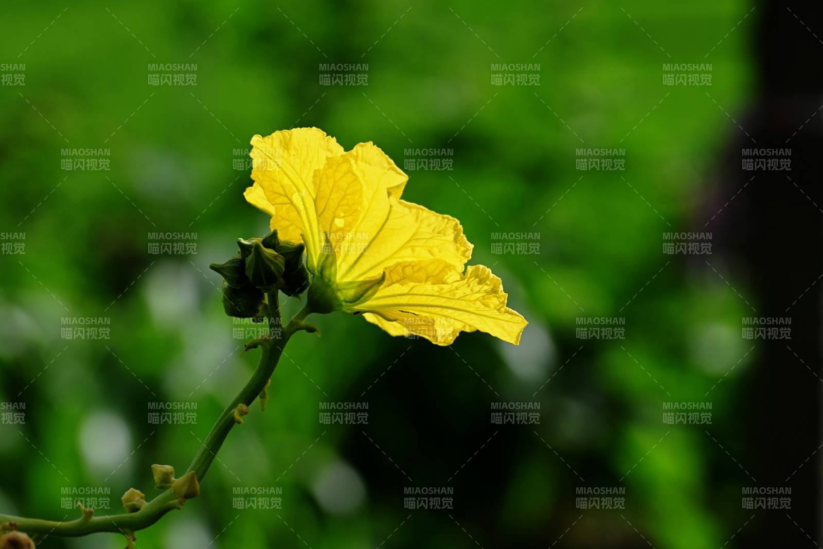 黄花绽放绿意中图片